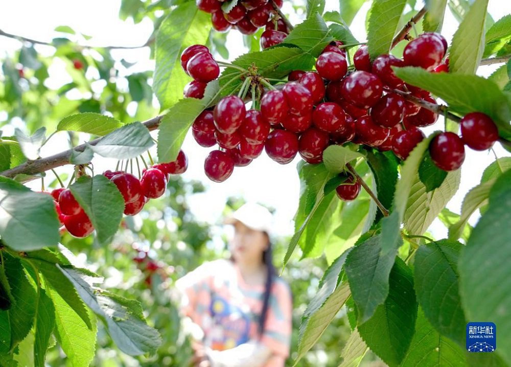 Cherry 41686567515.jpg